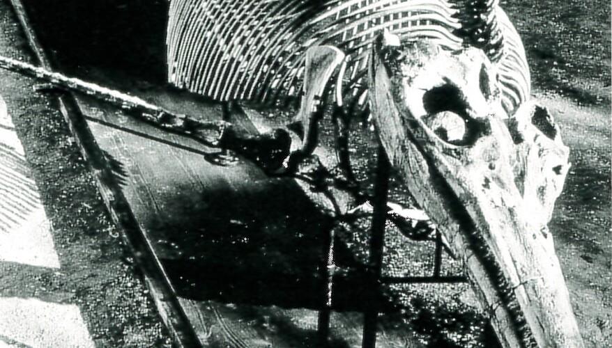 Fossilienfunde, Ichthyosaurus, entdeckt 1934 Fossilienfunde, Ichthyosaurus, entdeckt 1934