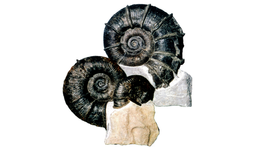 Fossilienfunde, Ammoniten