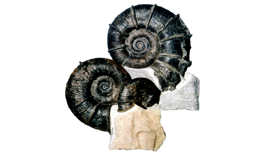 Fossilienfunde, Ammoniten Fossilienfunde, Ammoniten